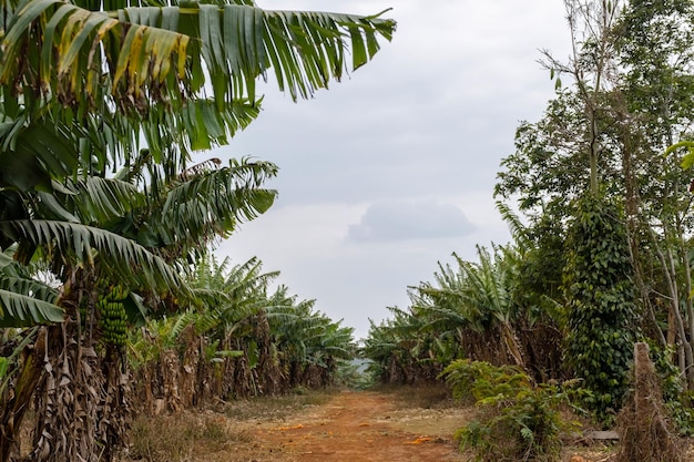 Bananen-Palmen-Plantage Garten mit tropischen Früchten