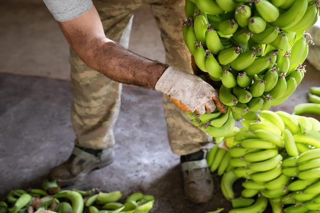 Bananen pflücken Mann in Arbeitshandschuhen Arten von grünen Bananen Zubereitung von Bananen für den Großhandel