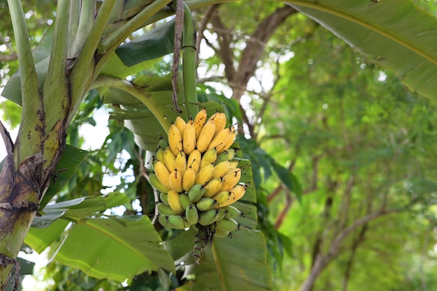 Bananen sind grün und gelb, angebaute Bananen sind süß und leckerDucasse-Bananen