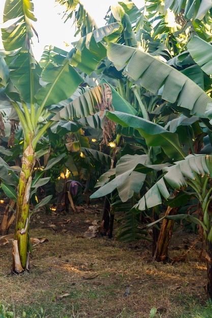 Bananenbäume, die auf der Bananenplantage wachsen