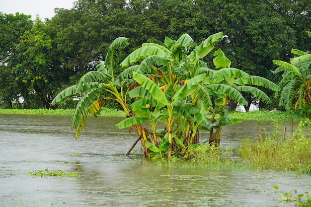 Bananenbaum im Feld