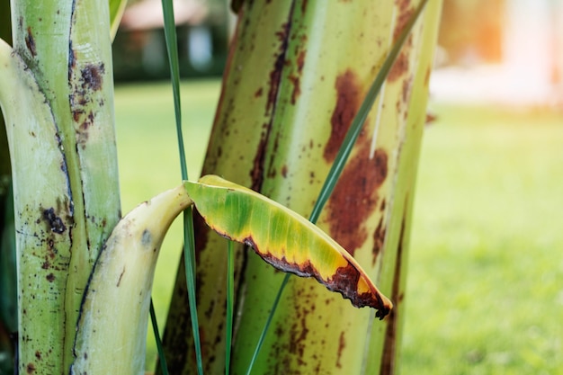 Bananenbaum im Garten.