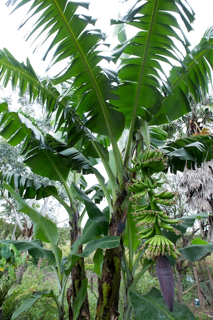 Bananenbaum mit Bündel von Früchten