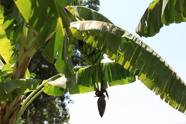 Foto bananenbaum mit wachsenden bananen