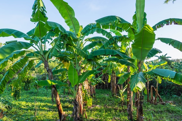 Bananenbaum und Bananenblätter