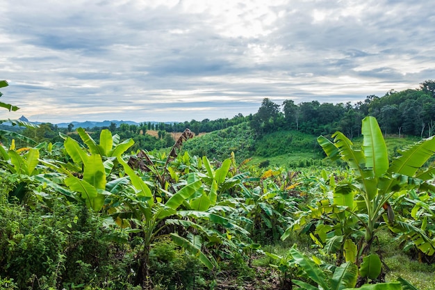 Bananenbaum und Naturlandschaft