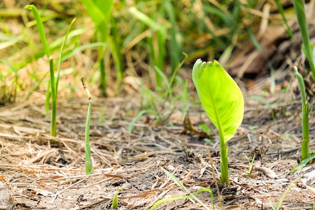 Bananenbaum (wächst) auf trockenem Boden - Obst- und Naturkonzept.