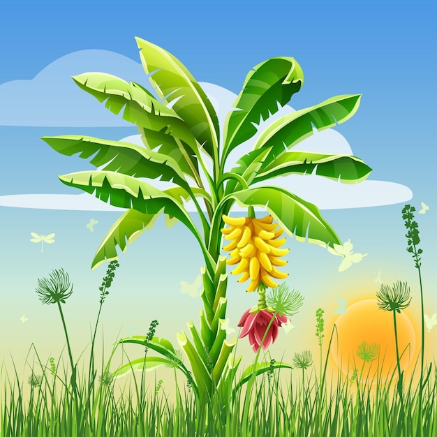 Bananenbaum, wunderschöner Himmel