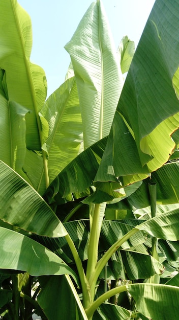 Bananenbaumpflanze mit breiten grünen Blättern