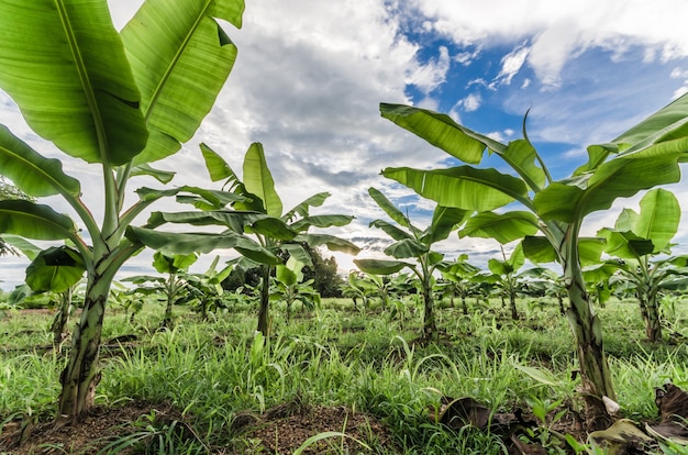 Bananenbaumplantage in der Natur mit Tageslicht