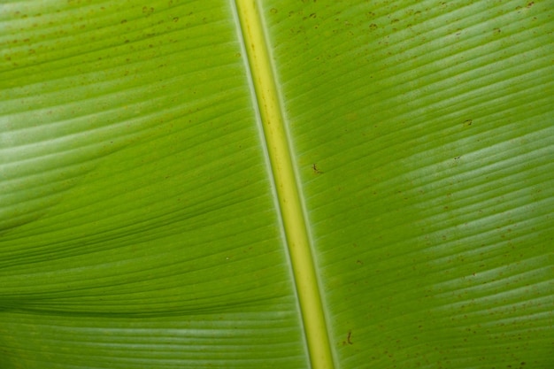 Bananenblätter als Hintergrund