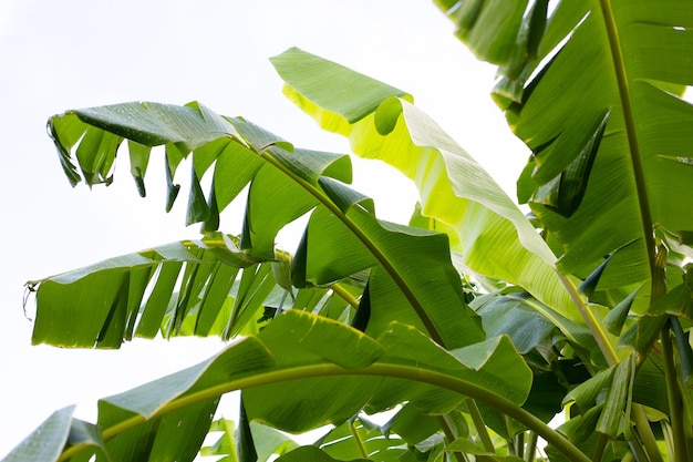 Bananenblätter für frischen grünen Hintergrund