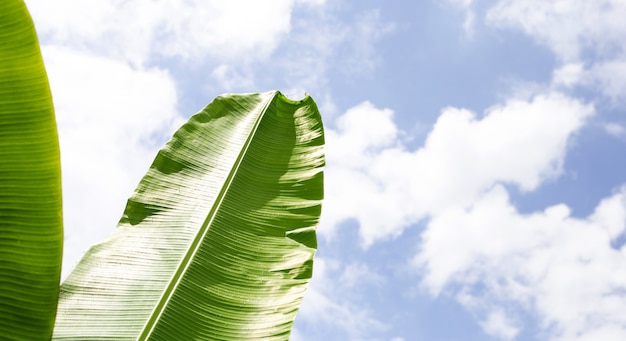 Bananenblätter mit blauem Himmel und Wolkenhintergrund.