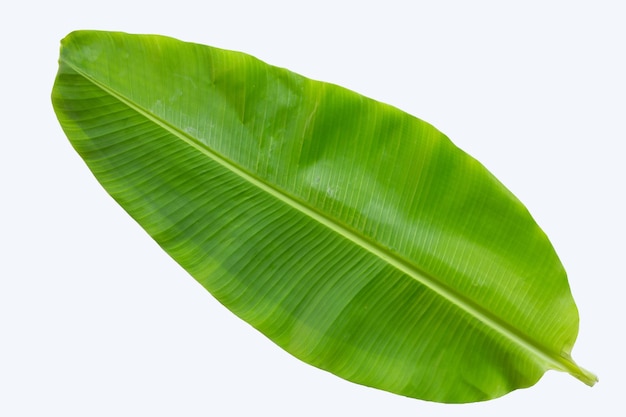Bananenblatt auf weißem Hintergrund