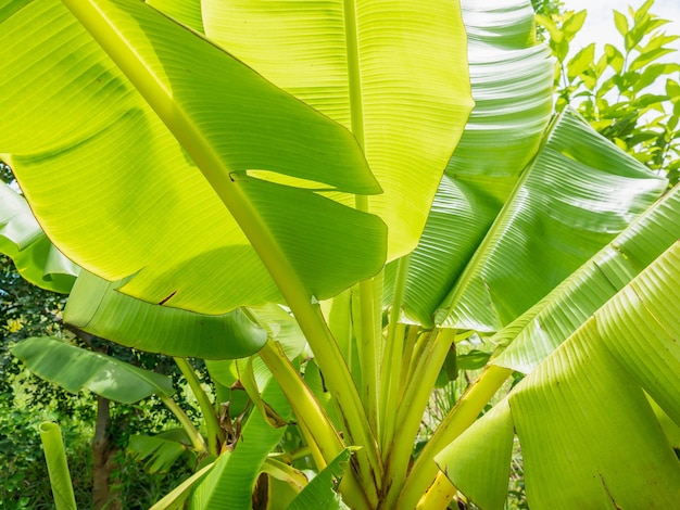 Bananenblatt im Garten