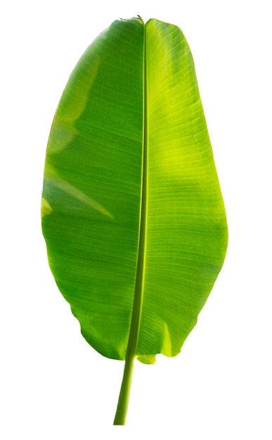 Bananenblatt isoliert auf weißem Hintergrund mit Beschneidungspfaden