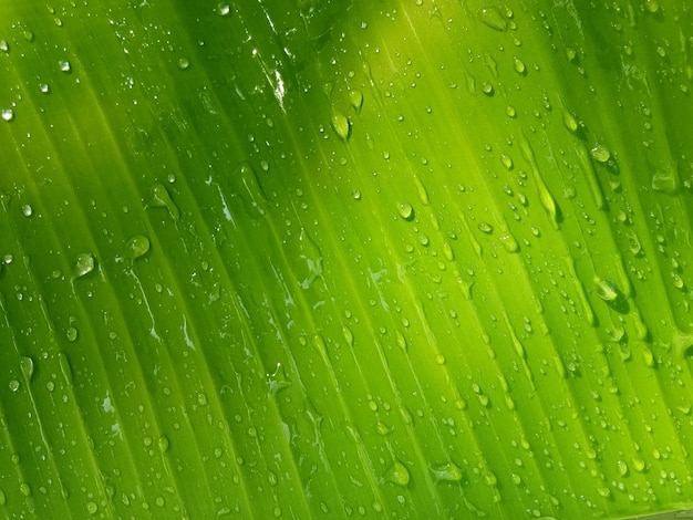 Bananenblatt Textur Hintergrund im grünen Stil