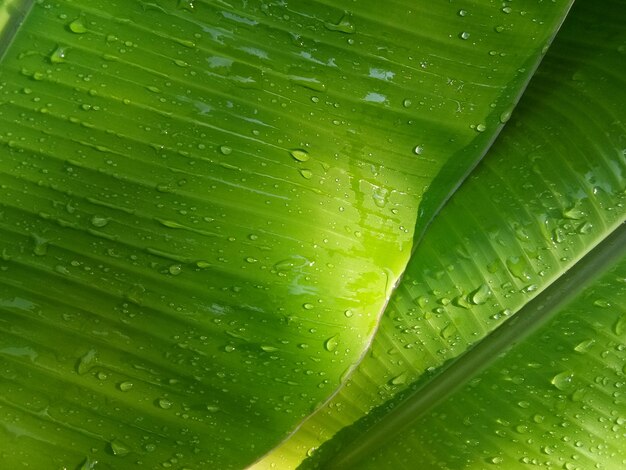 Bananenblatt Textur Hintergrund im grünen Stil