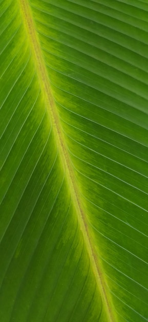 Foto bananenblattbeschaffenheit für hintergrund