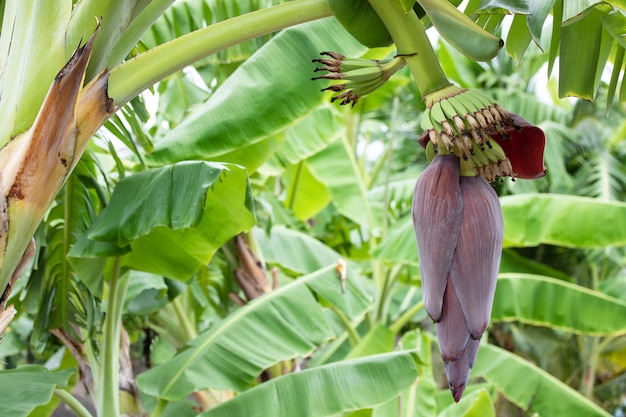 Bananenblumenbaumblatt in natürlichem