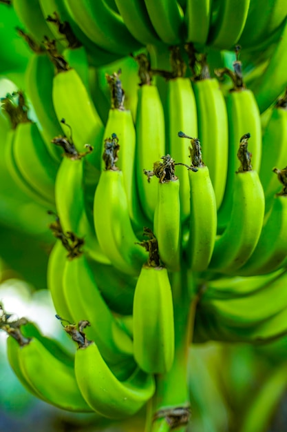 Bananenbündel auf Baumast am Landwirtschaftsfeld