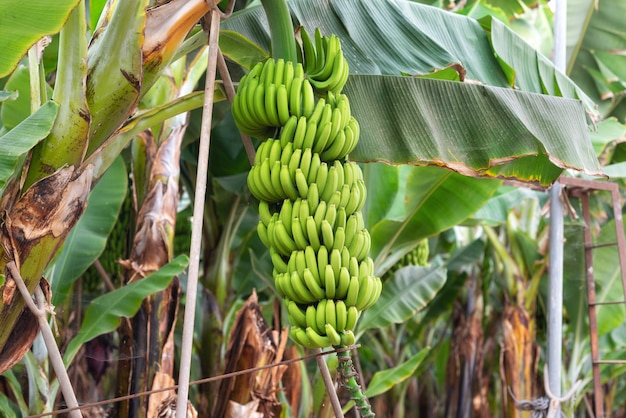 Bananenbündel auf der Bananenplantage