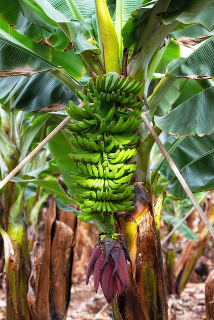 Bananenbündel auf der Bananenplantage