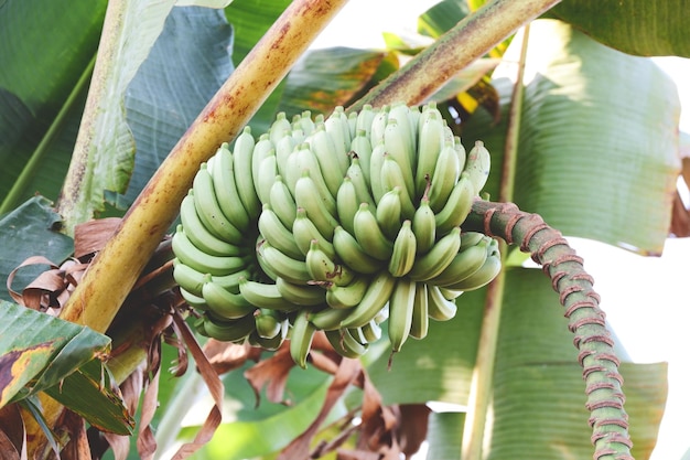 Bananenfrucht auf Bananenbaum im Sommer rohe Banane grüne Bananenfrucht im Garten