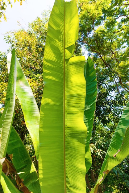 Bananengrüne Blätter