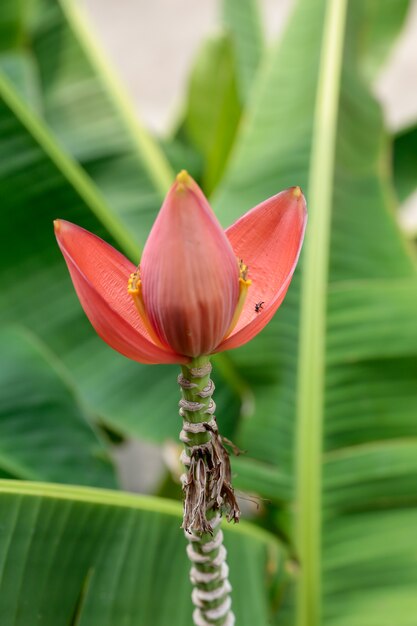 Bananenknospe im Garten, Pollen von der Bananenblüte mit grünem Bananenblatthintergrund.