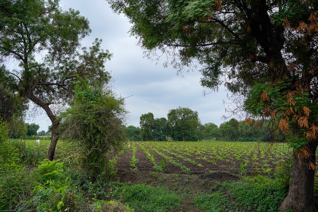 Bananenlandwirtschaftsfeld in Indien.