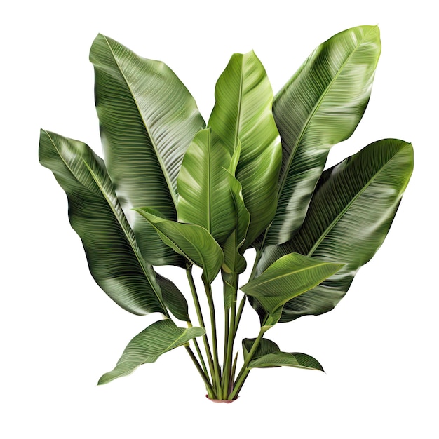 Bananenpflanze frische grüne tropische Blätter isoliert auf weißem Hintergrund
