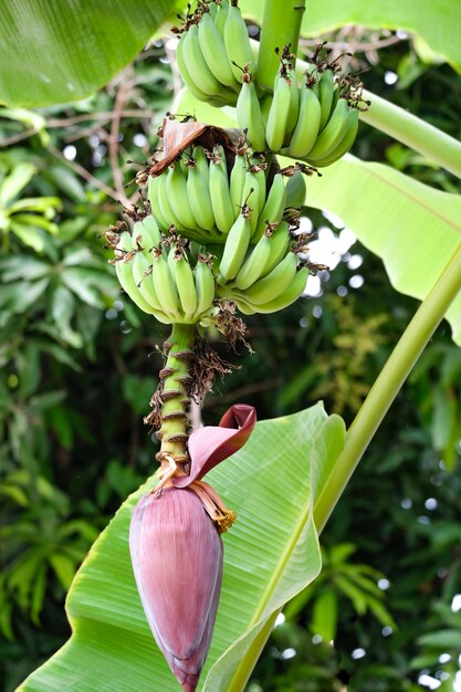 Bananenpflanze mit Früchten