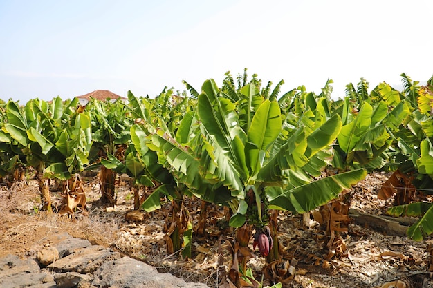 Bananenplantage auf Teneriffa