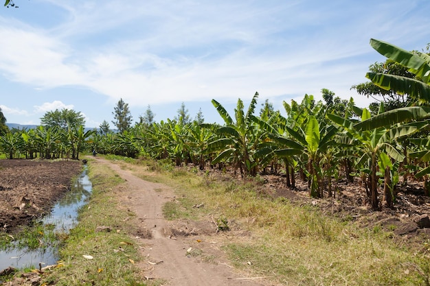 Bananenplantage in der Nähe von Lake Manyara Tansania Afrika