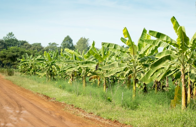 Bananenplantagen, Bauernhoffeld