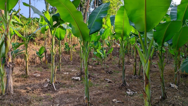 Bananenplantagen-Tapete