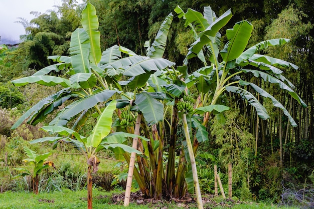 Bananenstaude in Kolumbien Bananenplantage Bananenfarm