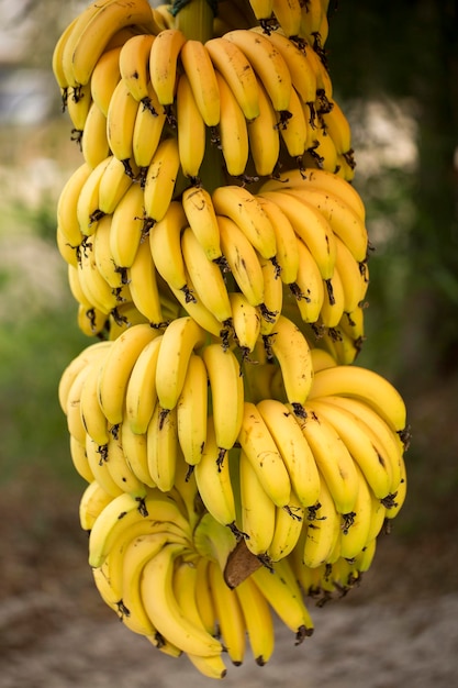 Bananenstaude mit Bündel wachsender reifer grüner Bananen (Türkei / Alanya)