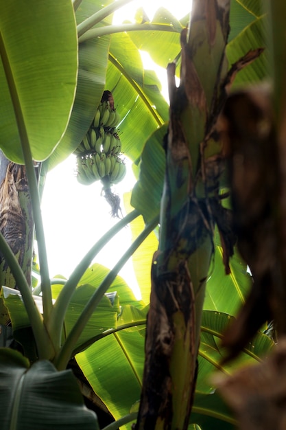 Bananenstaude mit Sonnenlicht.