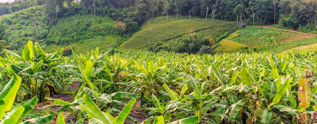 Banano y hermosa montaña.