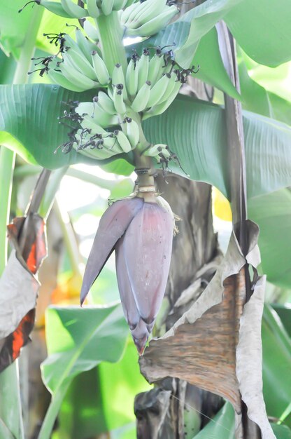banano o planta de banano árbol de banano o flor de banano