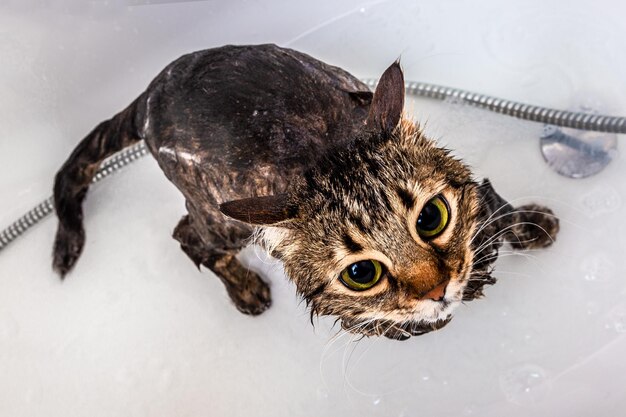 Foto bañar a un gato