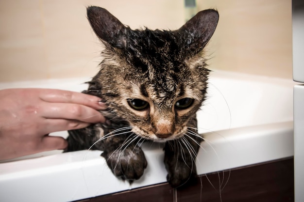 Bañar a un gato