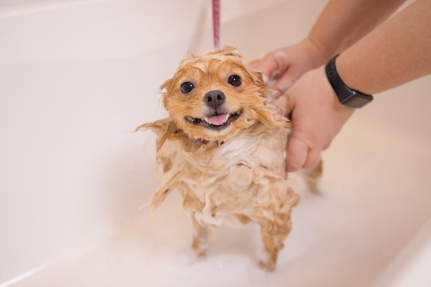 Bañar a un perro en el baño debajo de la ducha. Aseo de animales, aseo, secado y peinado de perros, peinado de lana. El maestro de la preparación corta y afeita, cuida de un perro.