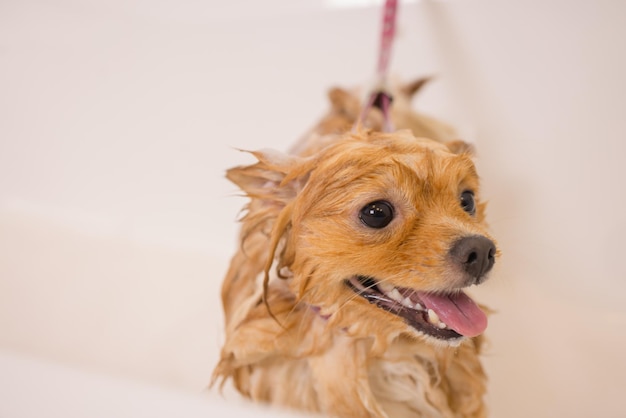 Bañar a un perro en el baño debajo de la ducha. Aseo de animales, aseo, secado y peinado de perros, peinado de lana. El maestro de la preparación corta y afeita, cuida de un perro.