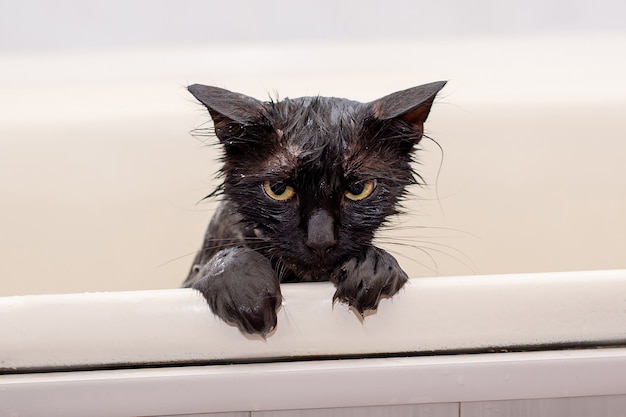 Bañarse gato negro mojado descontento