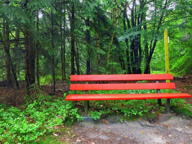 Foto bancada vazia contra árvores na floresta