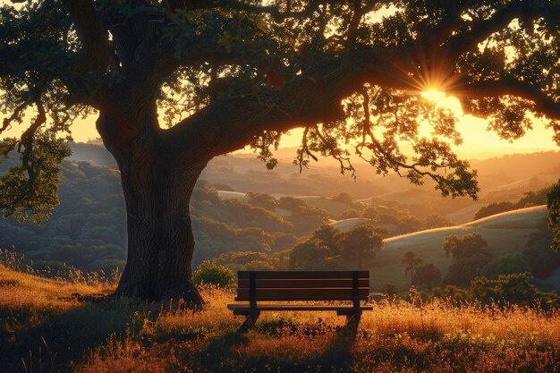 Foto un banco bajo un árbol en un campo