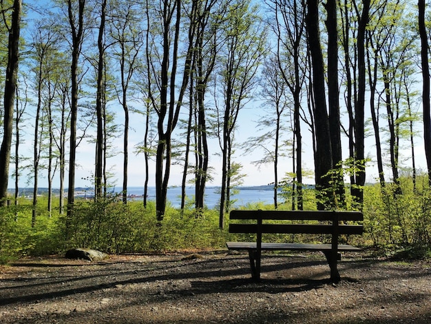 Banco en el Bokeskogen de primavera en Larvik, Noruega